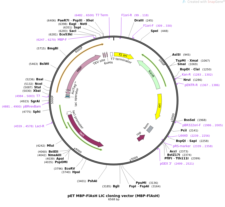 903x830 Addgene Pet Mbp Flash Lic Cloning Vector