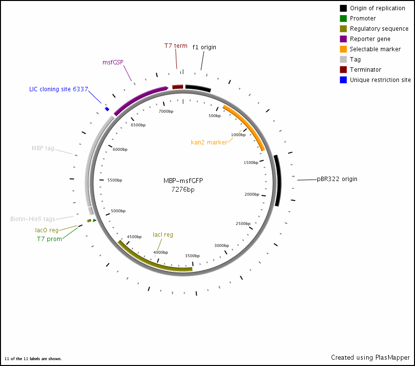 850x750 Addgene Pet Mbp Gfp Lic Cloning Vector