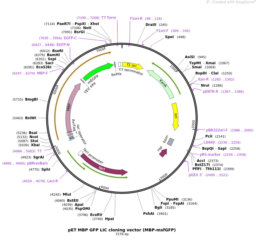 878x836 Addgene Pet Mbp Gfp Lic Cloning Vector