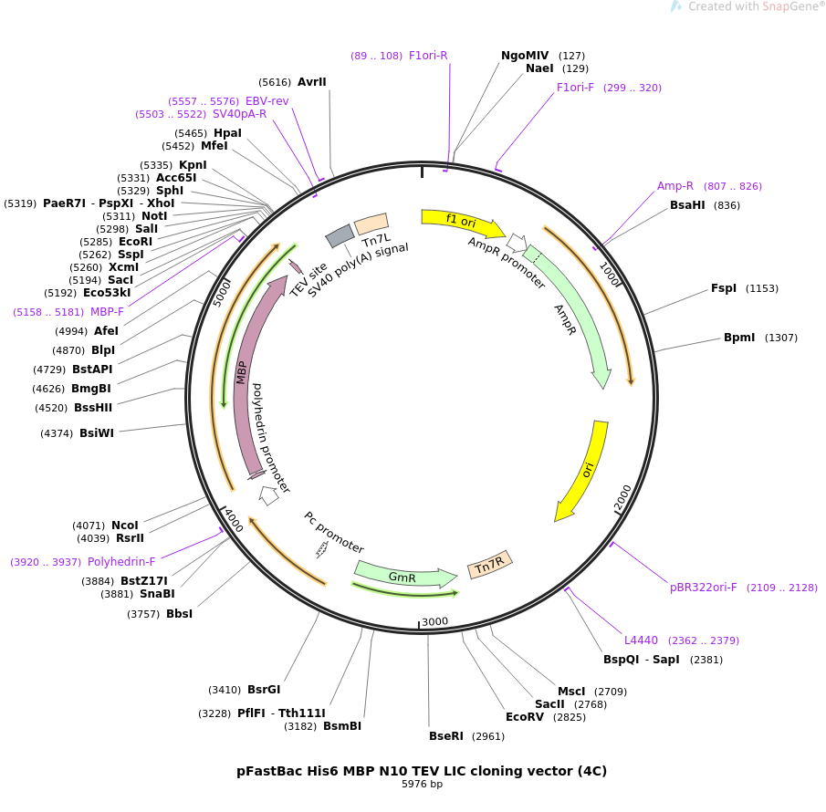 905x890 Addgene Pfastbac Mbp Tev Lic Cloning Vector