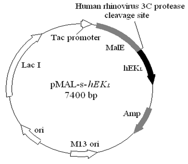 617x538 A Schematic Diagram Of The Expression Vector Pmal S Hek L Hek L