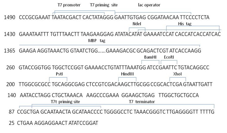 759x445 E Coli Expression Vector Construction Service Spet N His Mbp Vector