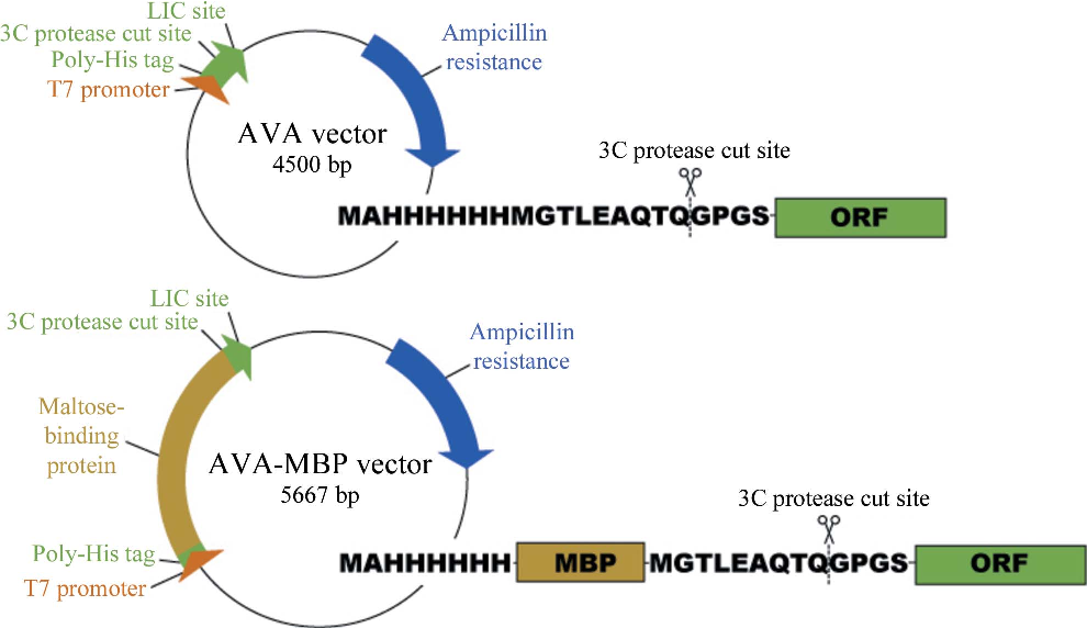 990x572 Figure From Expression Of Proteins In Escherichia Coli As