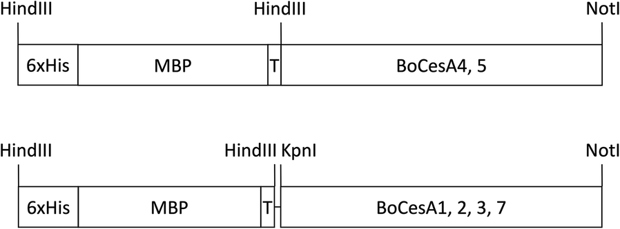 Heterologous Overexpression, Purification And Functional Analysis 898x332 Heterologous Overexpression, Purification And Functional Analysis