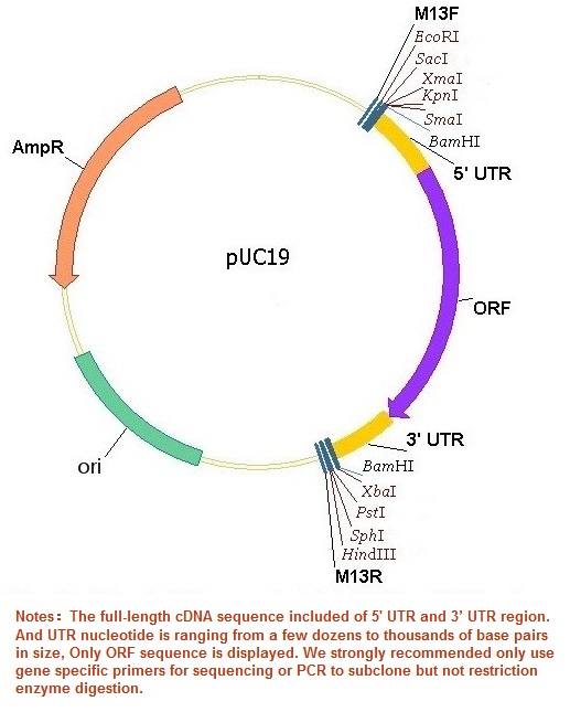 517x645 Mbpmyelin Basic Protein Cdna Orf Clone In Cloning Vector, Mouse