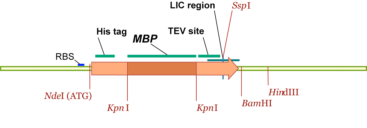 1247x437 Mcsg Technologies Cloning Vectors