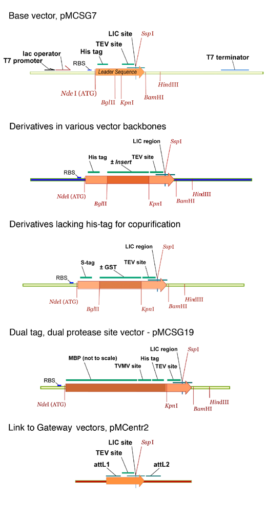 521x1000 Mcsg Technologies Cloning