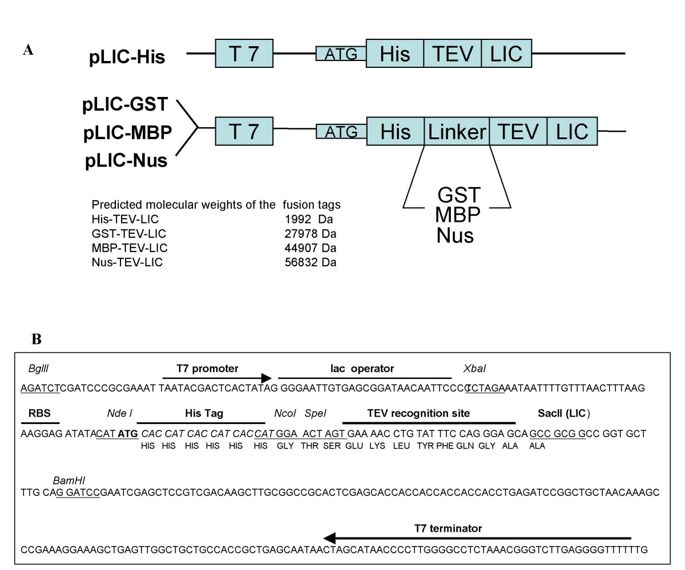 685x570 A Family Of E Coli Expression Vectors For Laboratory Scale