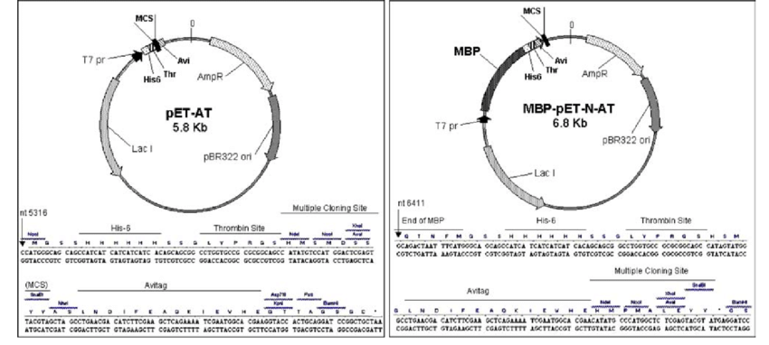850x382 Plasmid Maps Of Pet At And Mbp Pet N At Expression Vectors Showing