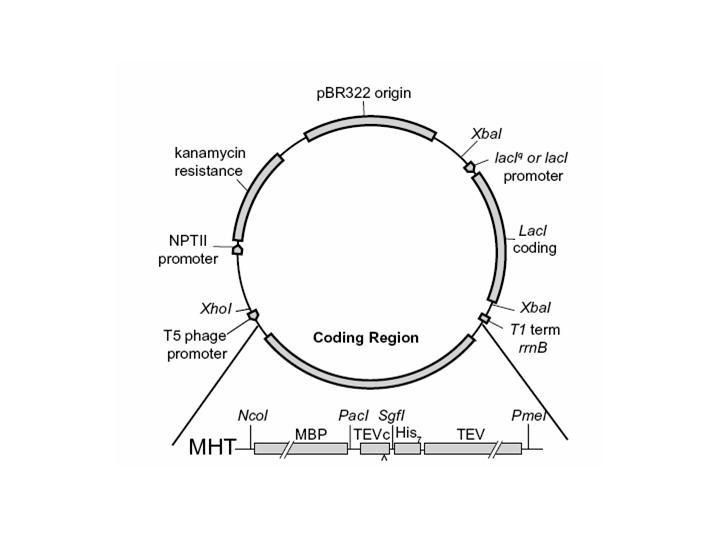 720x540 Vector Detail