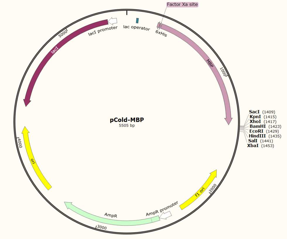 980x819 Pcold Mbp Plasmid Pcold Mbp,plasmid Pcold Mbp,pcold Mbp Vector