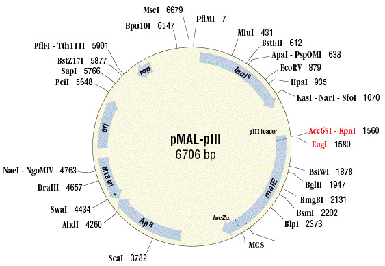 563x388 Pmal Piii Vector Neb
