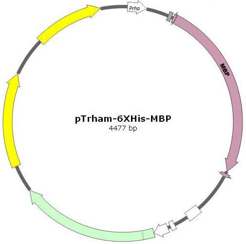 505x501 Ptrham Mbp Expression Vector Amid Biosciences Amid