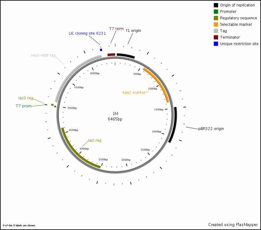 850x750 Addgene Pet Mbp Tev Lic Cloning Vector