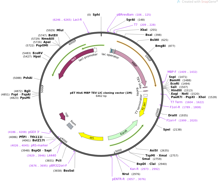 910x753 Addgene Pet Mbp Tev Lic Cloning Vector