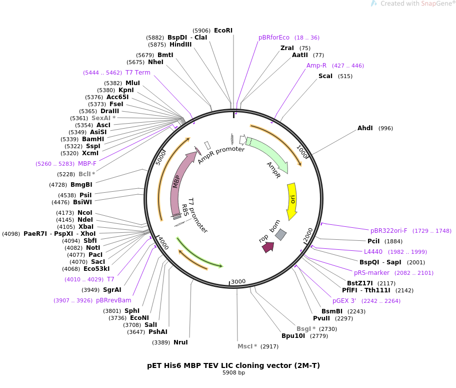 912x775 Addgene Pet Mbp Tev Lic Cloning Vector