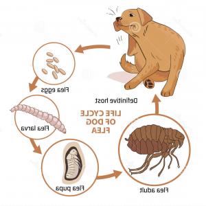 Measles Vector at Vectorified.com | Collection of Measles Vector free ...