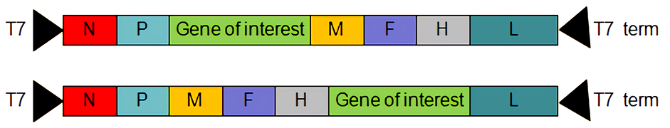 941x180 Measles Virus