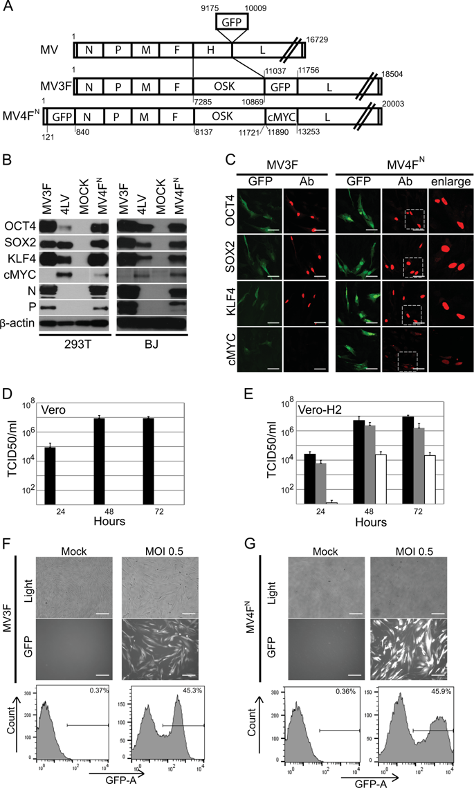 685x1139 Measles Vector As A Multigene Delivery Platform Facilitating Ipsc