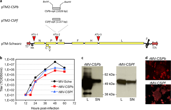685x443 Recombinant Measles Vaccine Expressing Malaria Antigens Induces