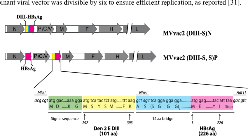 850x470 Schematic Representation Of Recombinant Measles Vectors Expressing