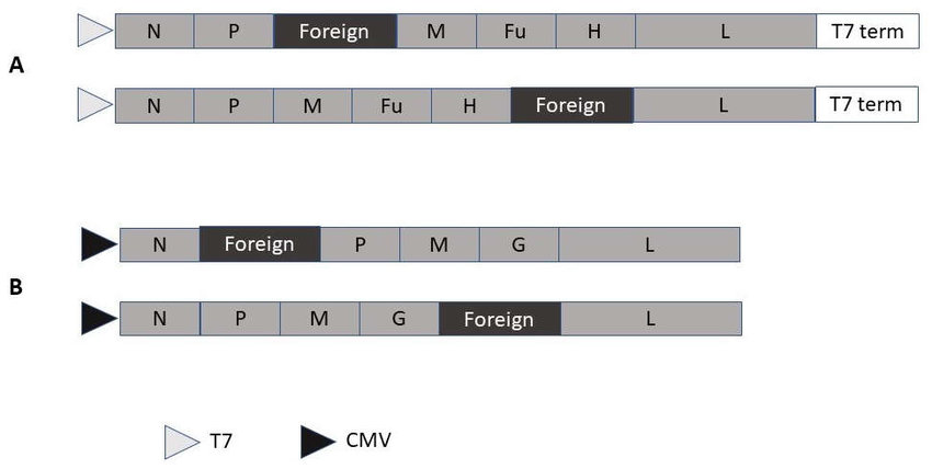 850x428 Self Replicating Rhabdovirus And Measles Virus Vectors