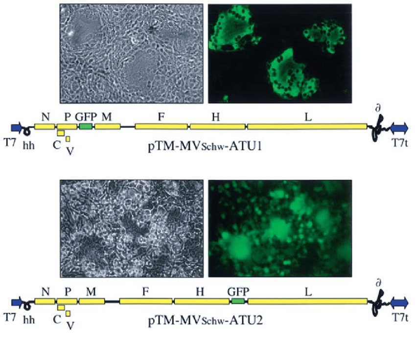 850x693 The Schwarz Measles Virus