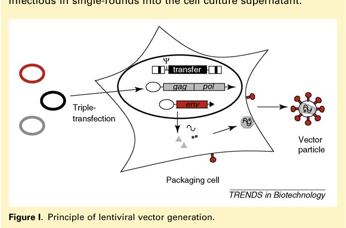 700x462 Lentiviral Vectors With Measles Virus Glycoproteins