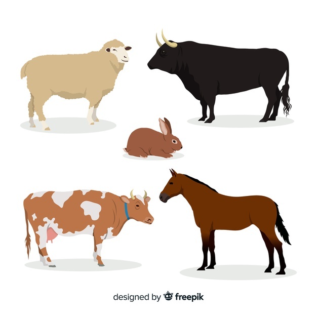 626x626 Bull Vectors, Photos And Free Download