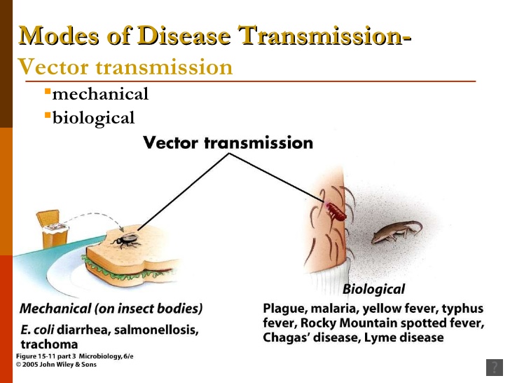 728x546 Intro To Immunity With Narration