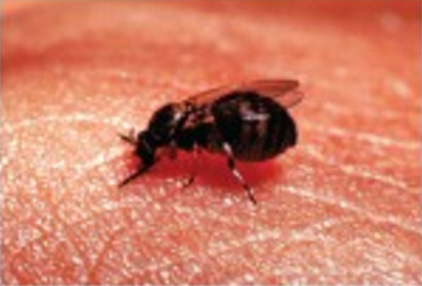 380x258 Modes Of Disease Transmission Microbiology