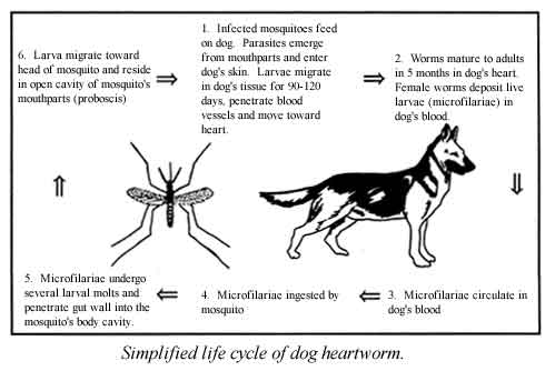 499x334 Public Health Pesticide Applicator Training Manual