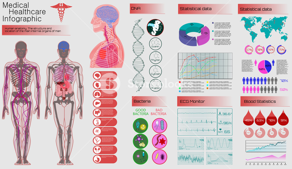 1000x578 Medical Infographic Set Human Anatomy, Body With Internal Organs