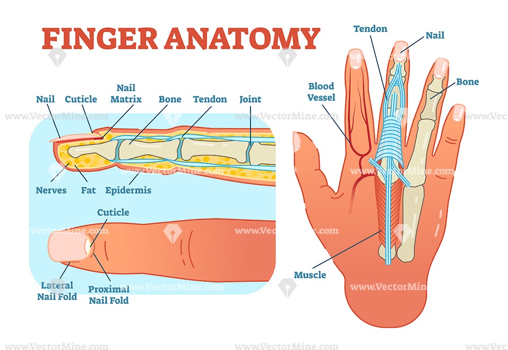 1000x689 Finger Anatomy Medical Vector Illustration