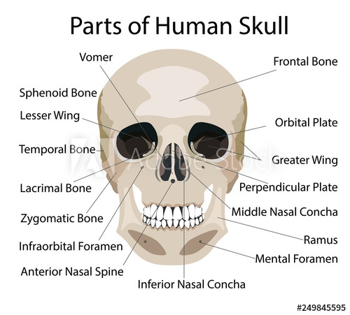 500x451 Parts Of Human Skull, Medical Vector Illustration