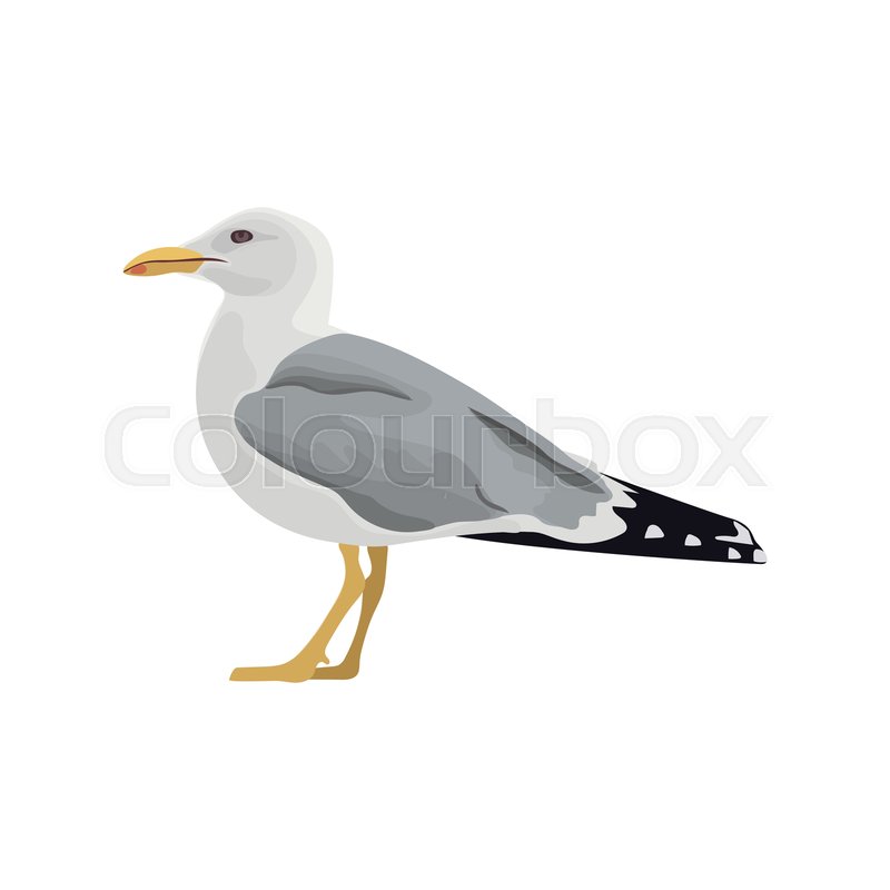 The Common Seagull Mew Gull European Stock Vector Colourbox 800x800 The Common Seagull Mew Gull European Stock Vector Colourbox