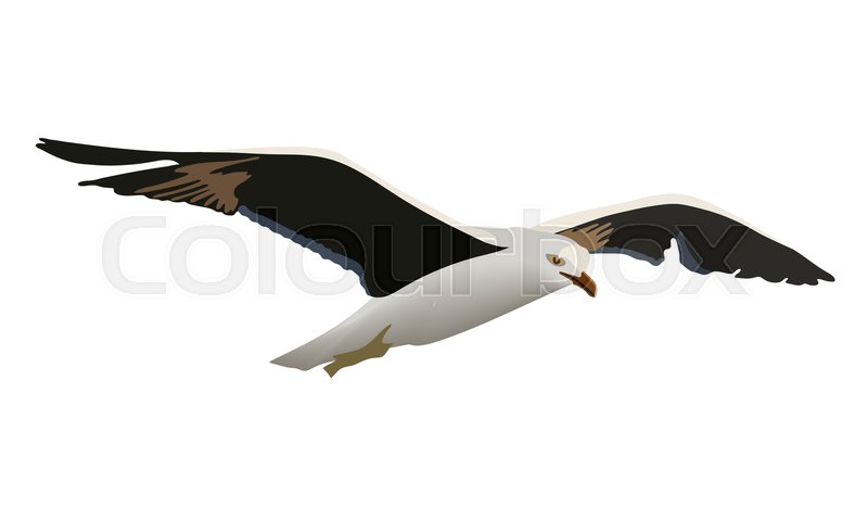 Hovering Gull Bird With Outspread Stock Vector Colourbox 800x467 Hovering Gull Bird With Outspread Stock Vector Colourbox