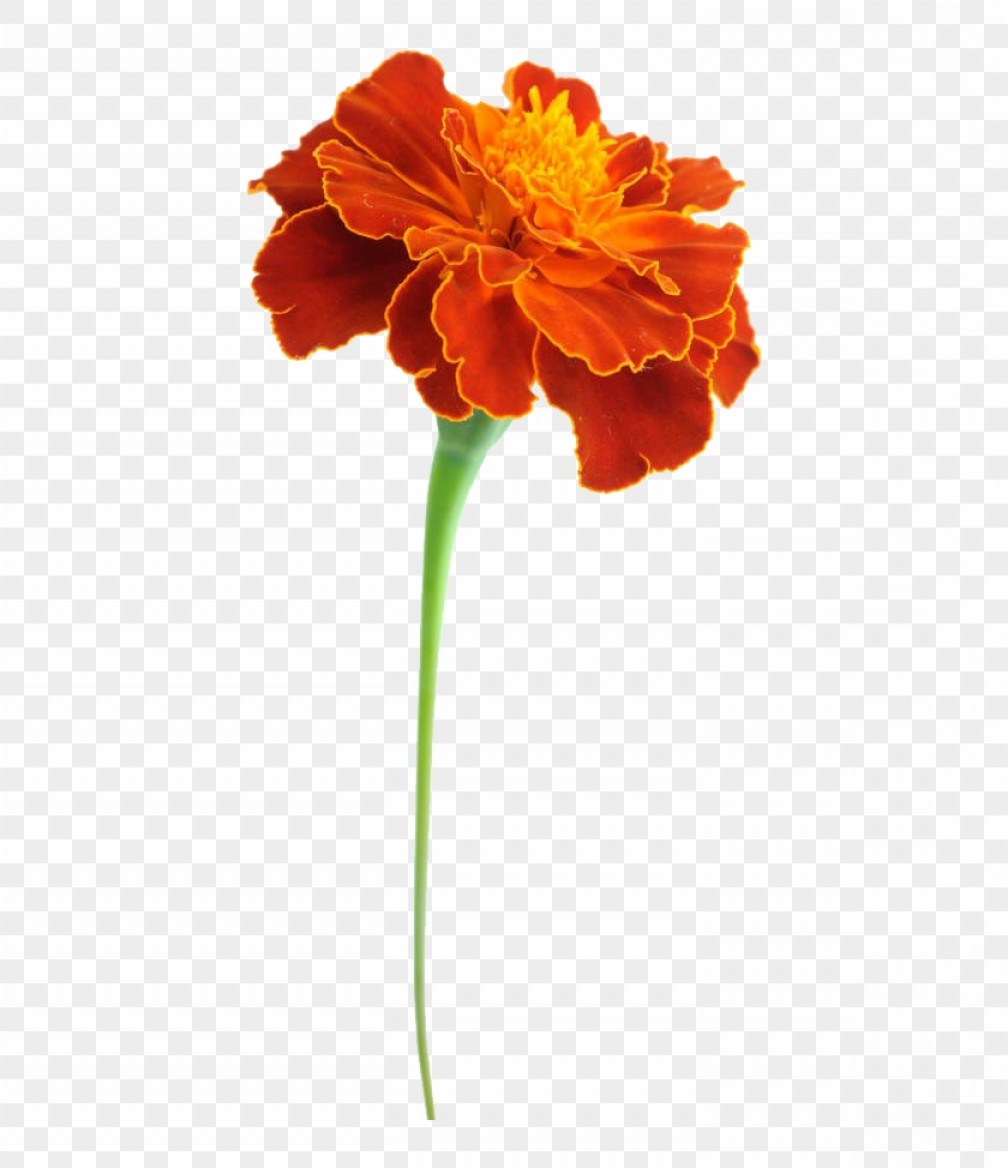 1008x1168 Mexican Flower Vector Transparent Hoodamathrun