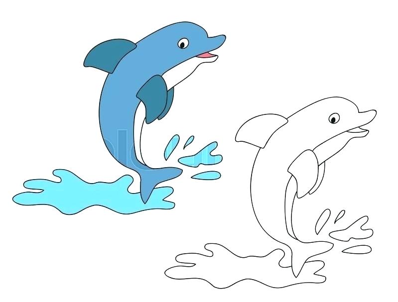 799x607 Dolphin Color