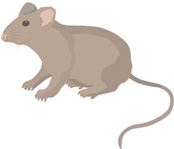 350x299 Mice Free Vectors Ui Download