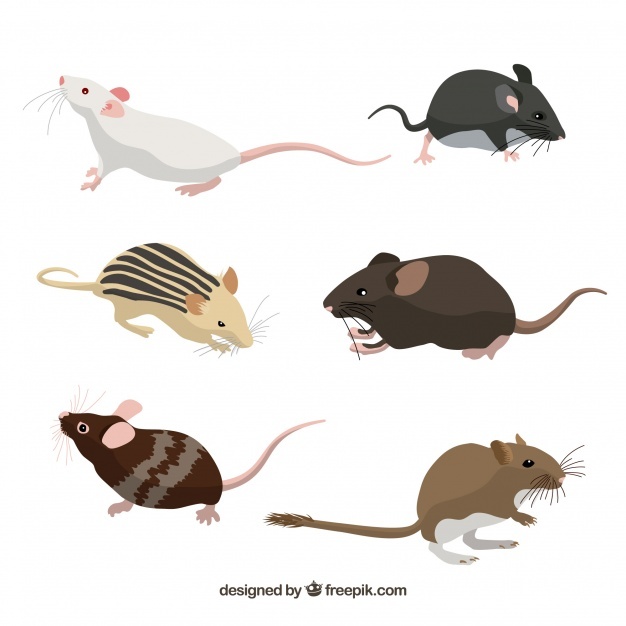626x626 Mice Vectors, Photos And Free Download
