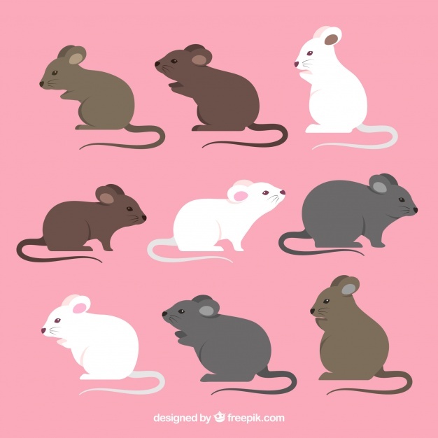 626x626 Mouse Vectors, Photos And Free Download