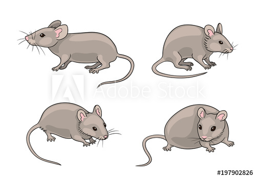 500x349 Grey Mice