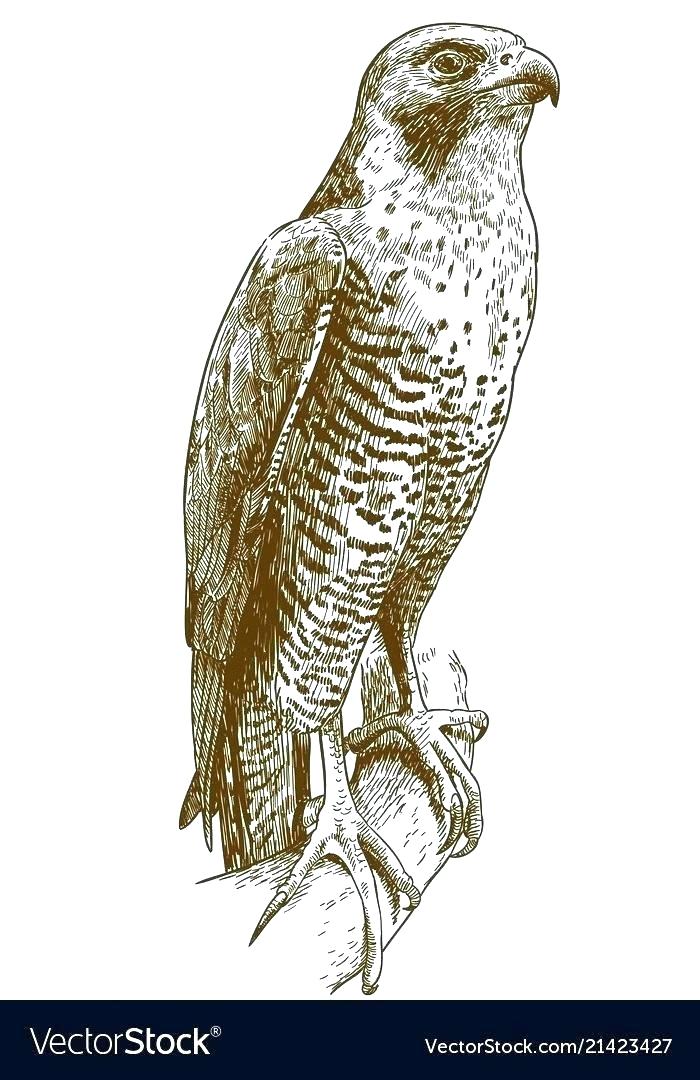 700x1080 Draw Falcon