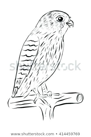 312x470 Easy To Draw Falcon