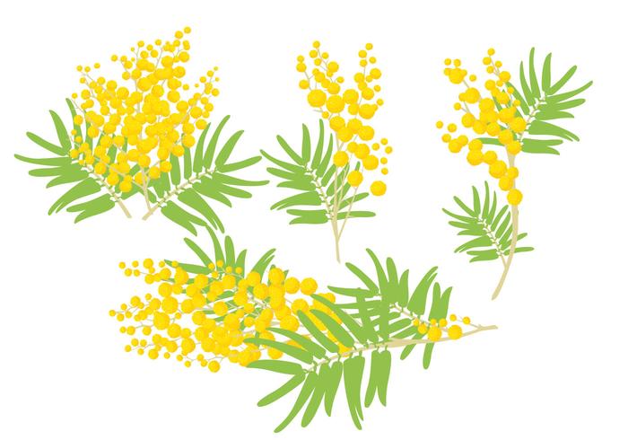 700x490 Mimosa Vectors