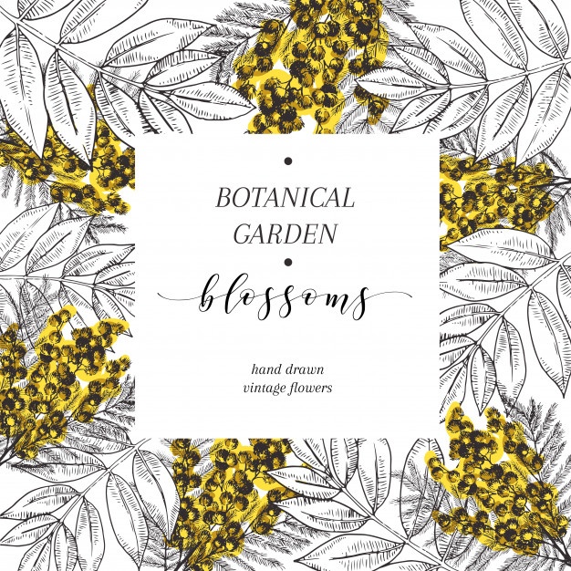 626x626 Mimosa Botanical Illustration Vector Free Download