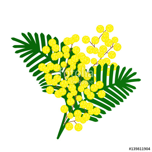 500x500 Sprig Of Mimosa Vector Illustration Stock Image And Royalty Free