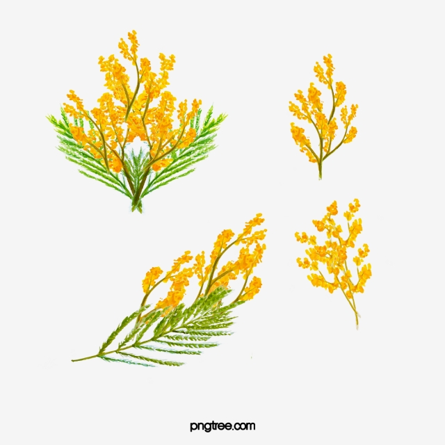 640x640 Vector Mimosa Plants, Vector Diagram, Mimosa, Plant Png And Vector