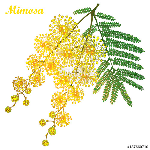 500x500 Vector Branch Of Outline Mimosa Or Acacia Dealbata Or Silver